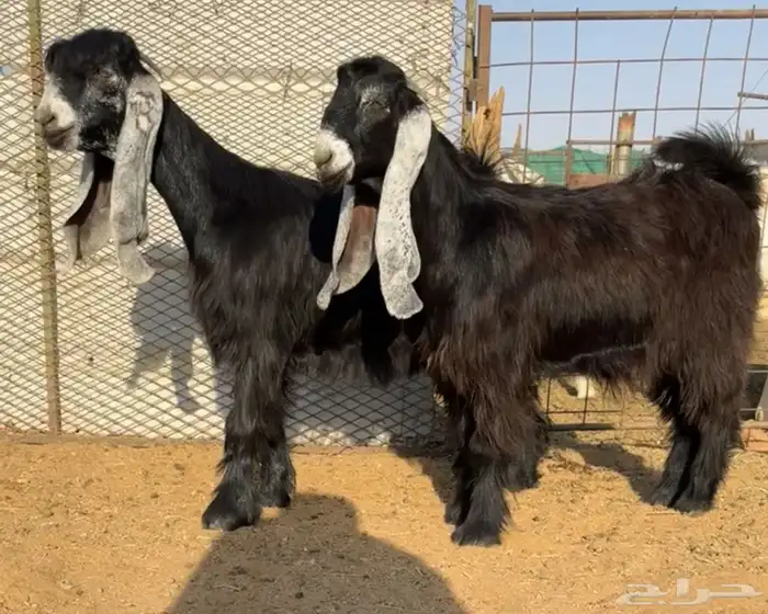 للبيع جفرات عوارض 0