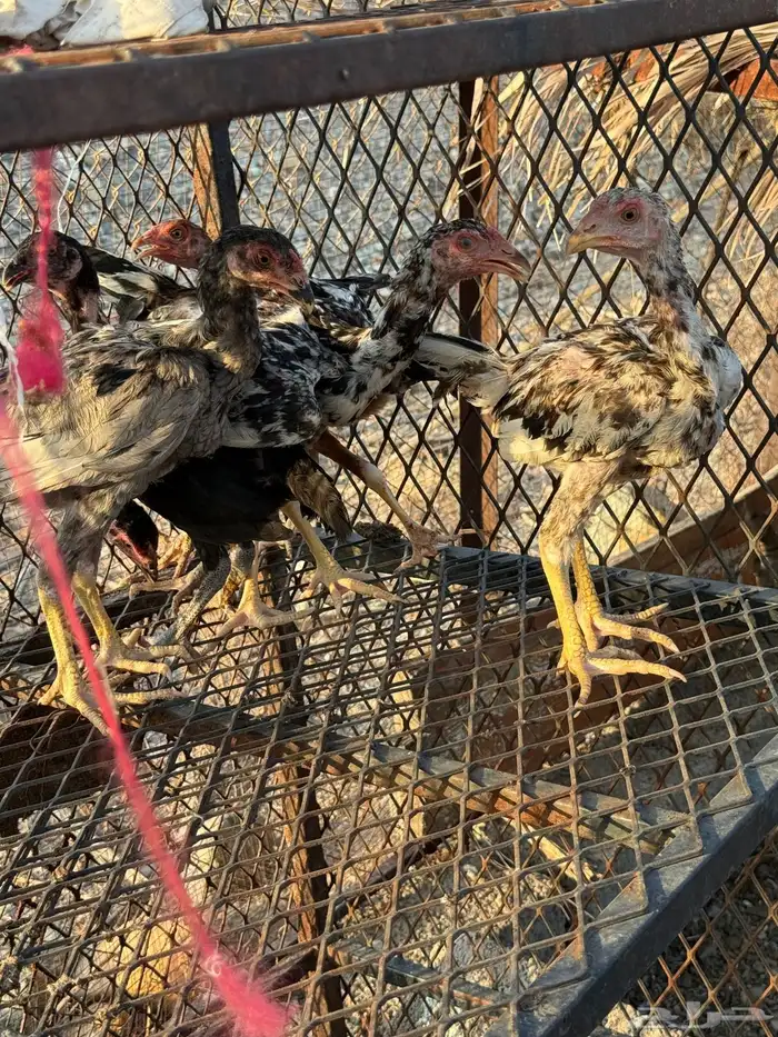 صوص دجاج باكستاني للبيع 3