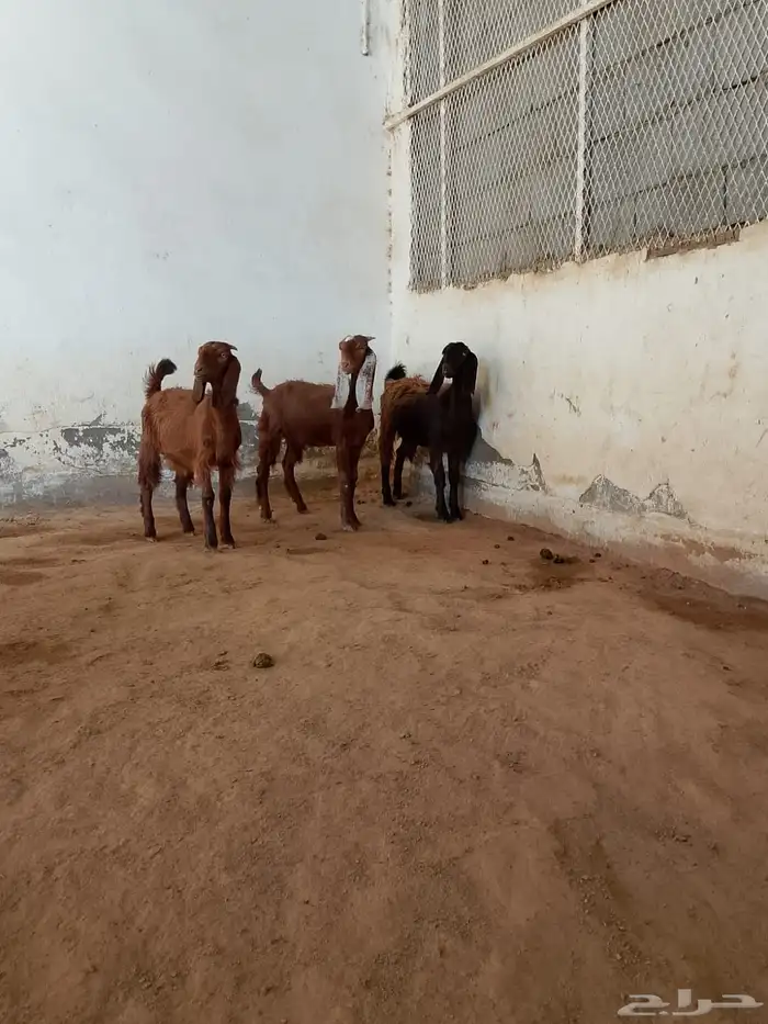جفار قبرصيات وهجين قبرصي 3