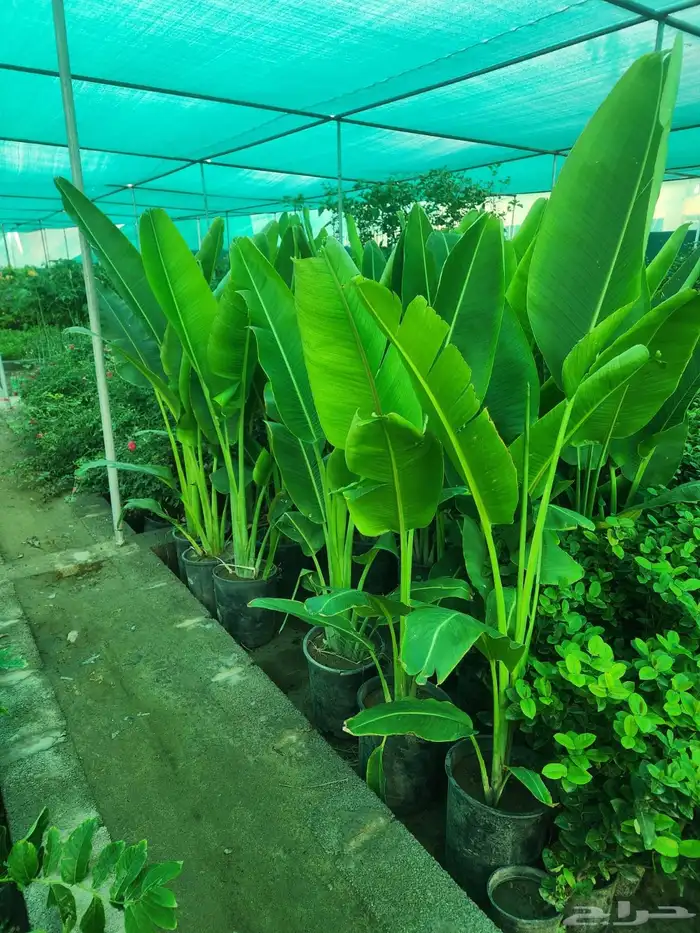 جميع انواع الأشجار متوفرة بالجملة   تأسس مشاتل  حدايق خاص 8