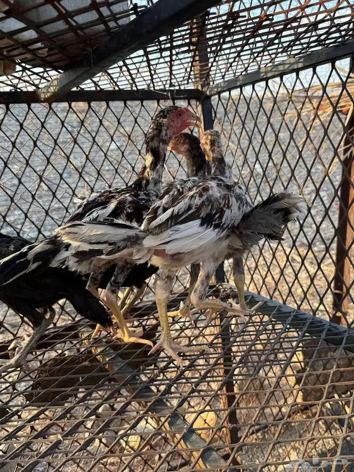 صوص دجاج باكستاني للبيع 8