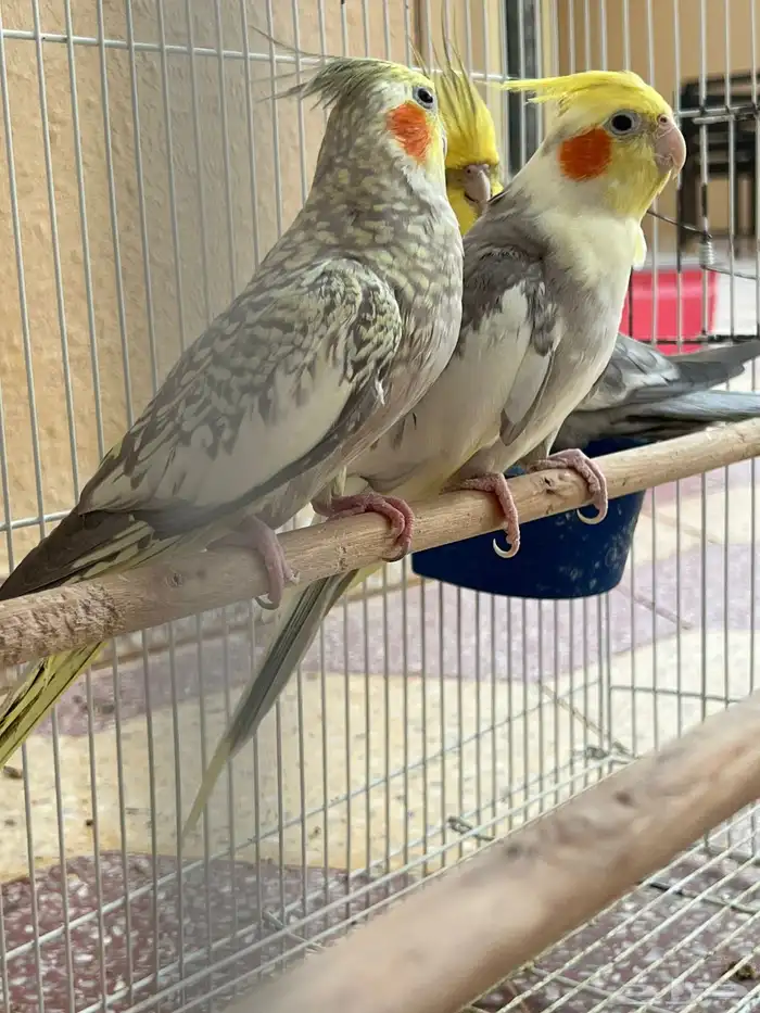 زوج كروان وزوج روز 2