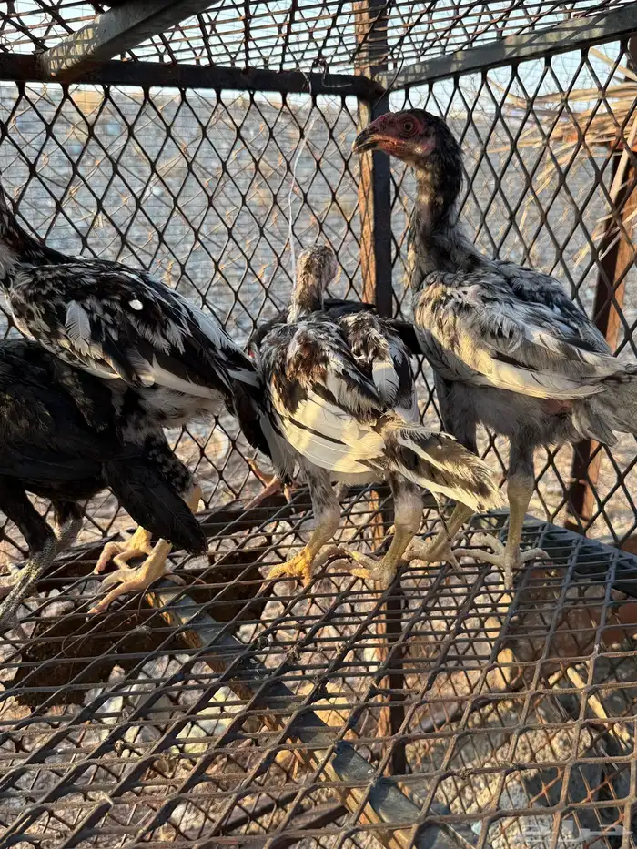 صوص دجاج باكستاني للبيع 7