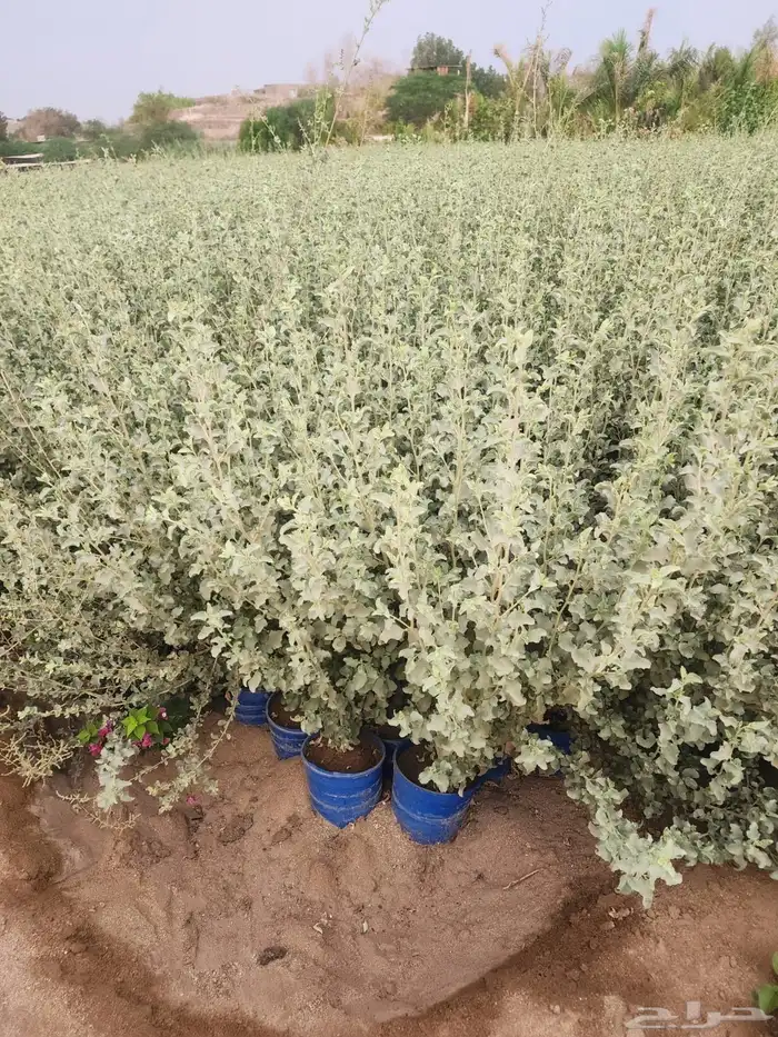 جميع انواع الأشجار متوفرة بالجملة   تأسس مشاتل  حدايق خاص 32