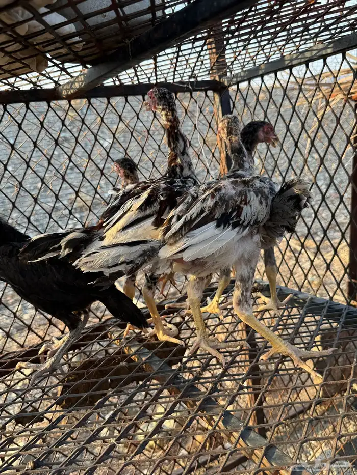 صوص دجاج باكستاني للبيع 2