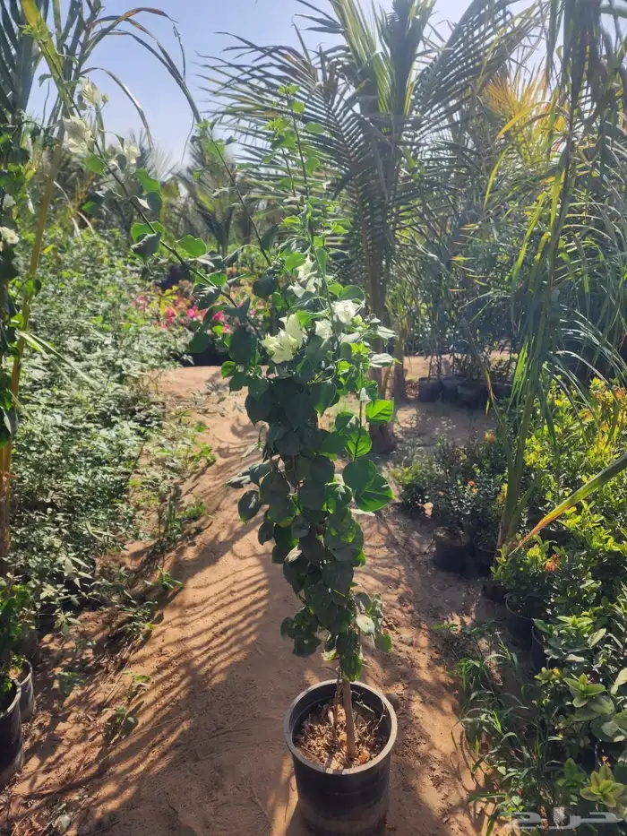 جميع انواع الأشجار متوفرة بالجملة   تأسس مشاتل  حدايق خاص 12