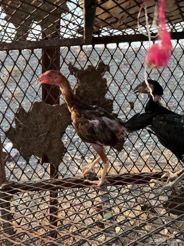 صوص دجاج باكستاني للبيع 5