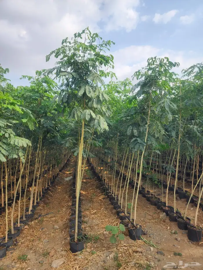 جميع انواع الأشجار متوفرة بالجملة   تأسس مشاتل  حدايق خاص 37