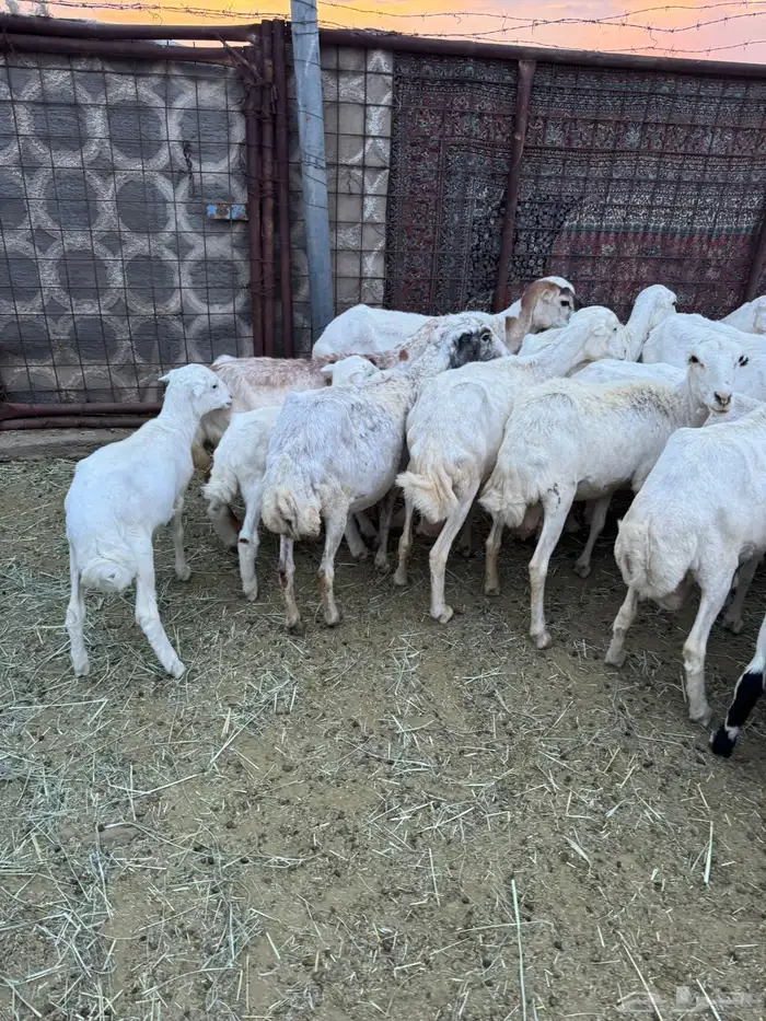 غنم مهجنه رفيد هجين حري 6