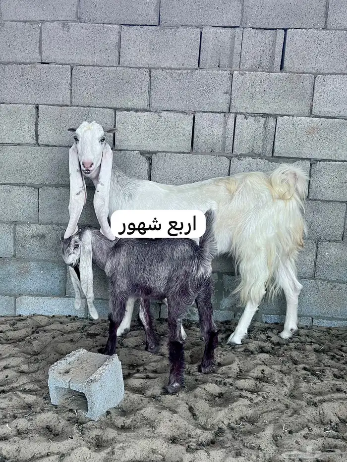 معزا هولنديه جفرتين اربع شهور جفره تيس هولندي جذع معزه فحل 2