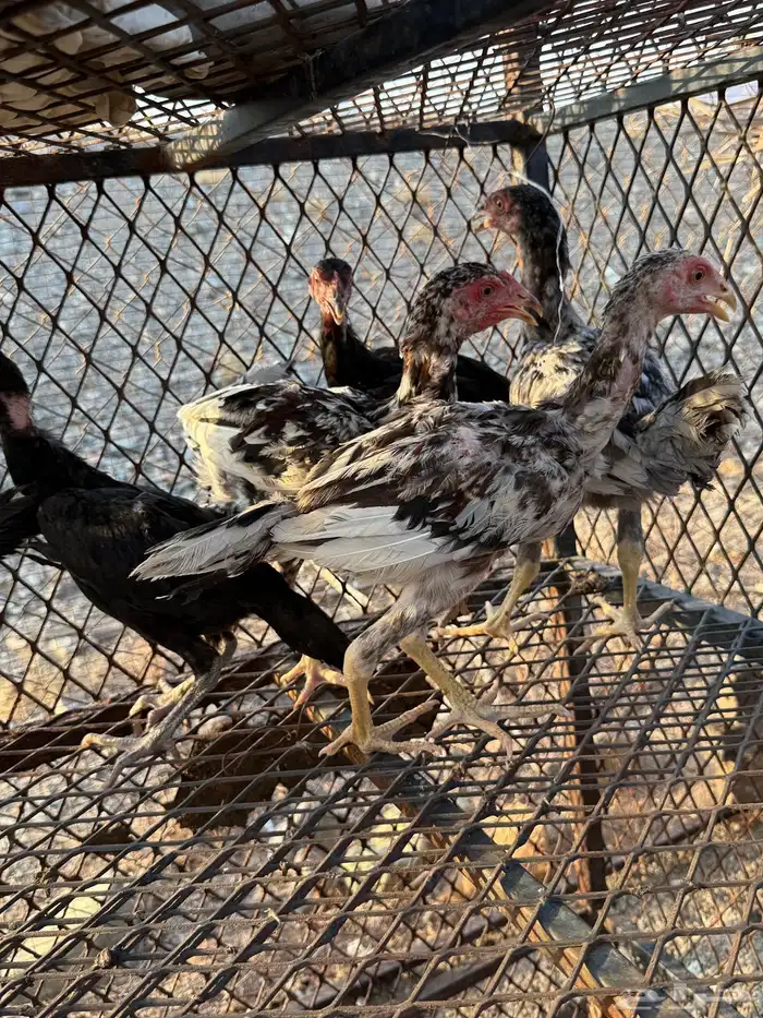 صوص دجاج باكستاني للبيع 1