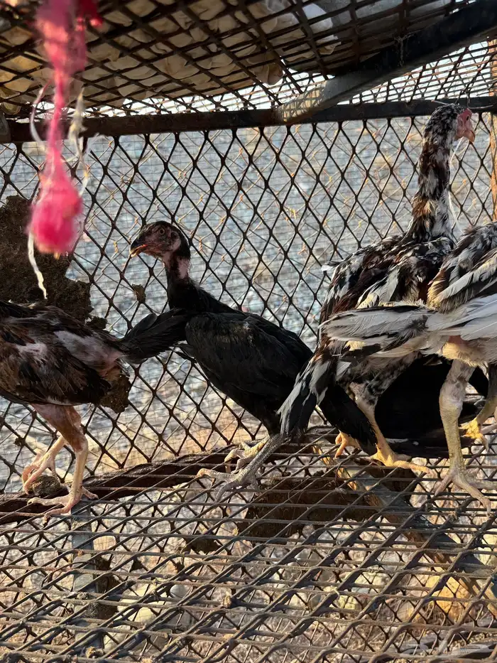 صوص دجاج باكستاني للبيع 0