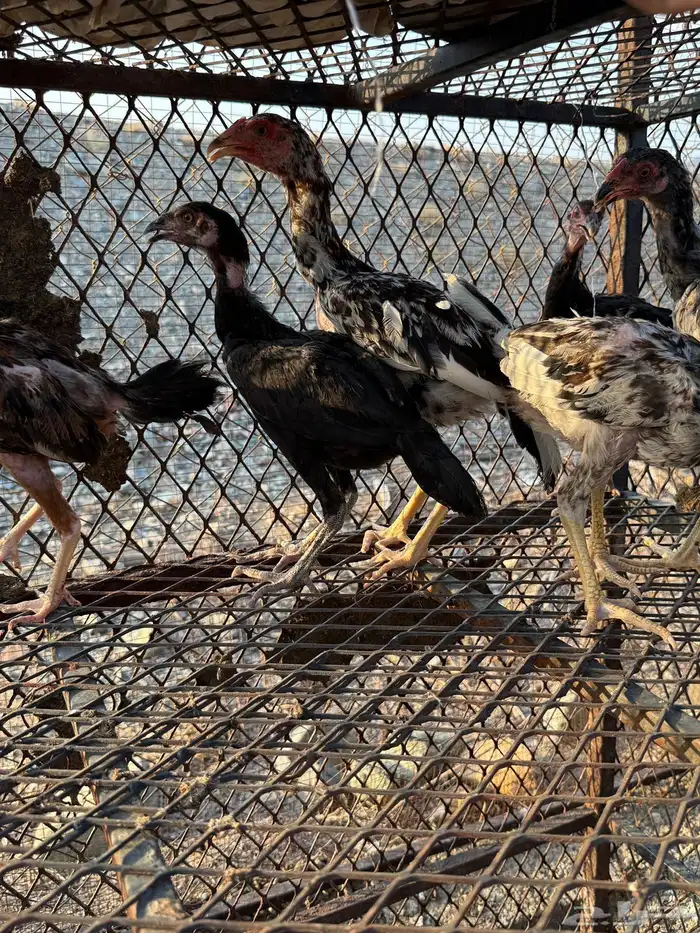 صوص دجاج باكستاني للبيع 9