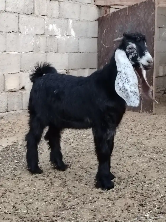 تيس عارضي للبيع 1