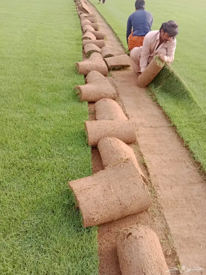 ثيل طبيعي او نجيله طبيعي مشروطه مضمونه 1