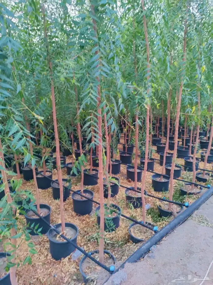 جميع انواع الأشجار متوفرة بالجملة   تأسس مشاتل  حدايق خاص 34