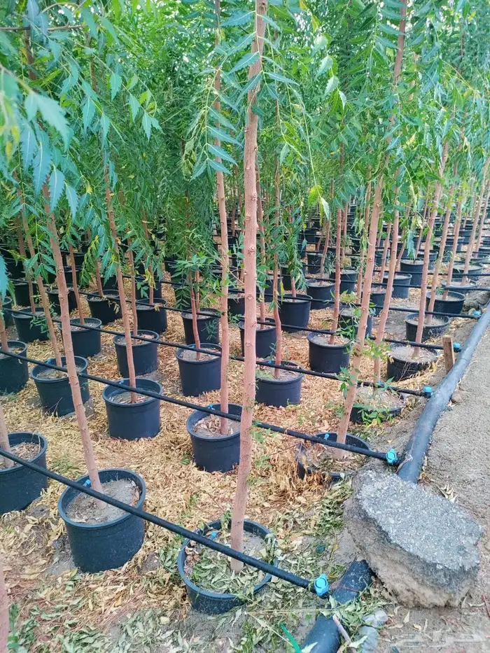 جميع انواع الأشجار متوفرة بالجملة   تأسس مشاتل  حدايق خاص 1