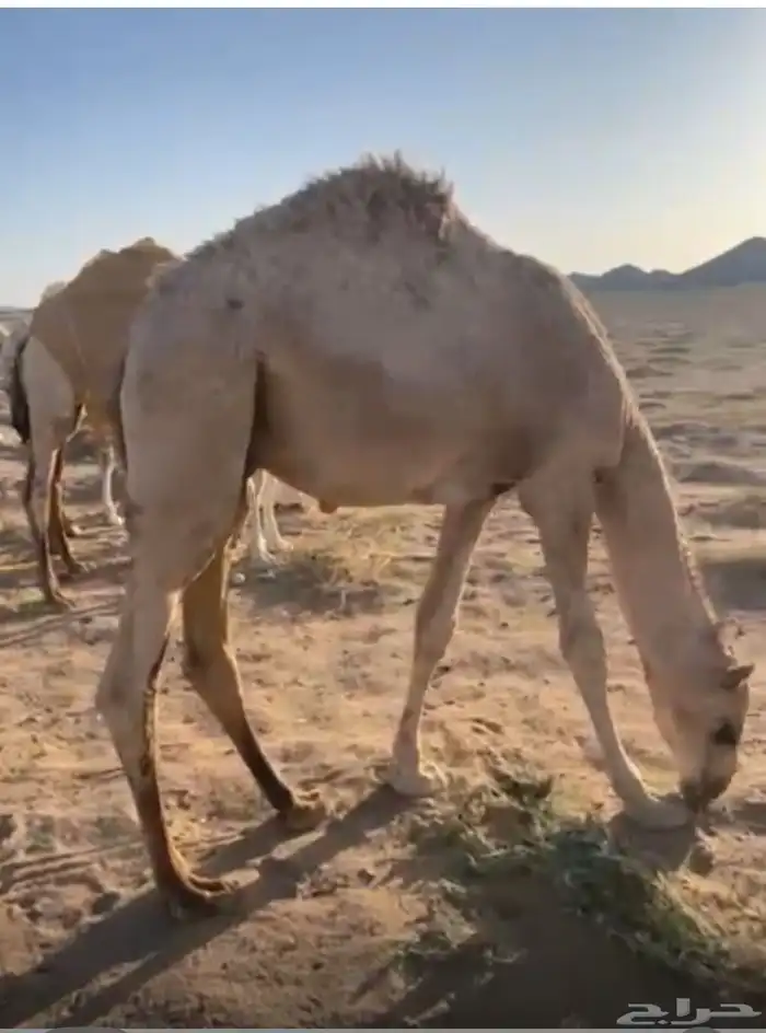 حاشي قعود 0