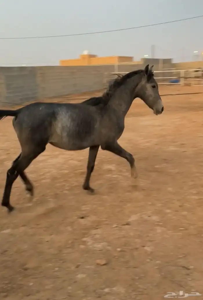 امهار للبيع 5