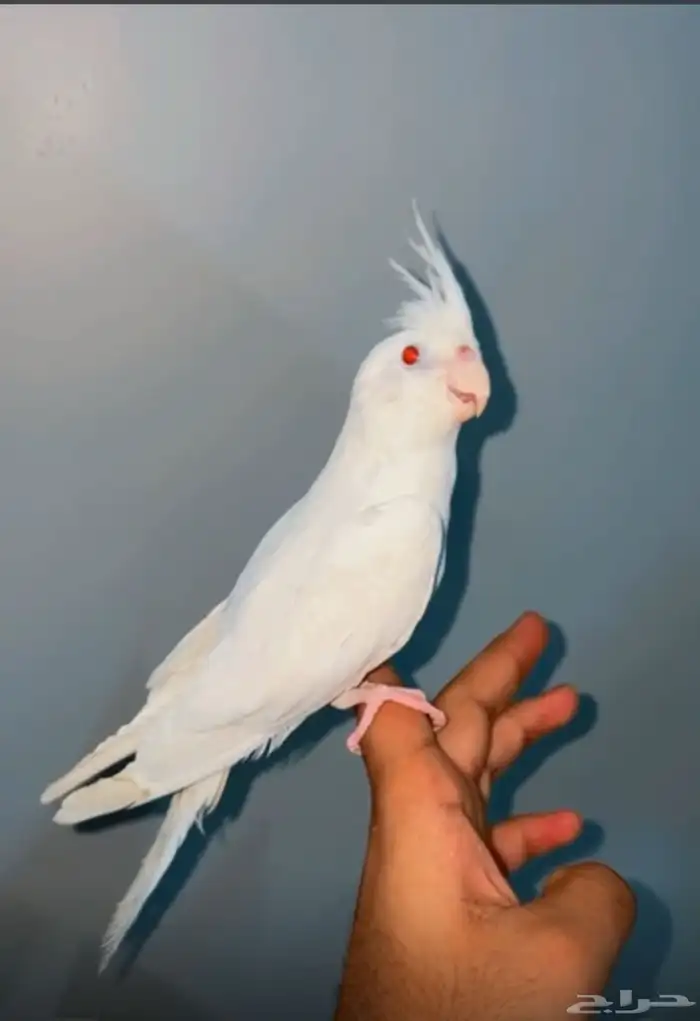 للبيع كروان البينو اليف 0