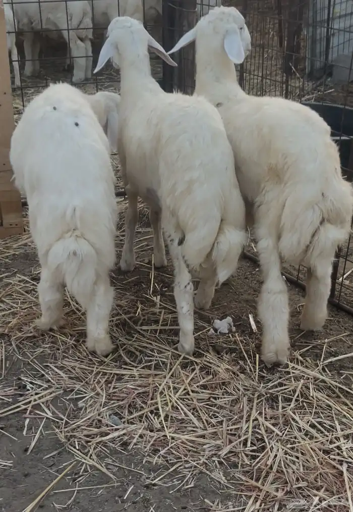 طليان حريه شحم وصحه 1