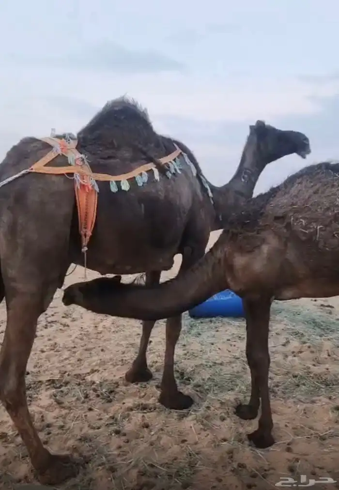 بكره كفو 0