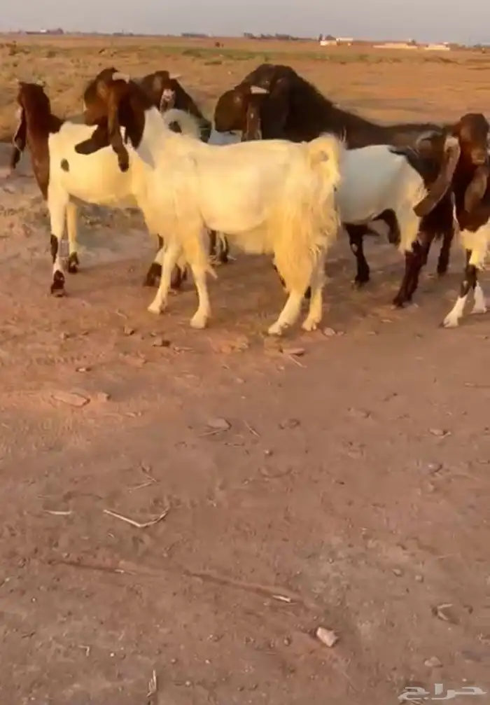 معزاء مشاريك قبرصي بفحلها 0