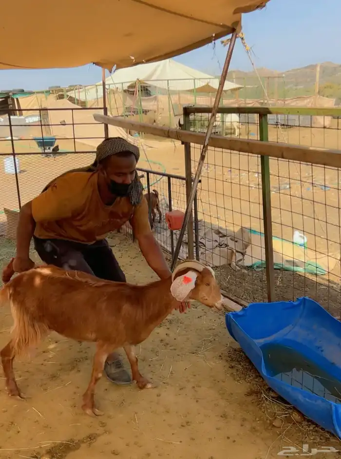 ماعز خلفات جنوبيات مهجن 8