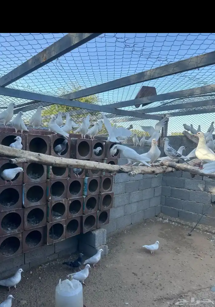 حمام فرنسي وادي عباثر 4