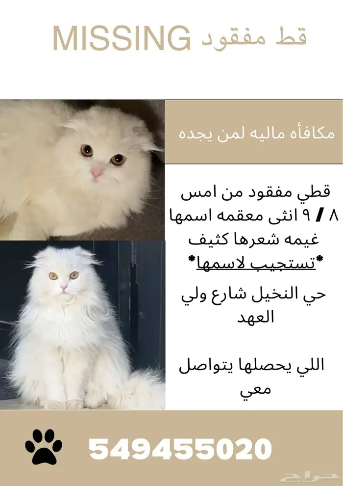 قط مفقود 0