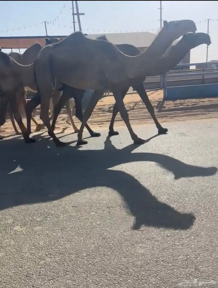 للبيع لقحه 1