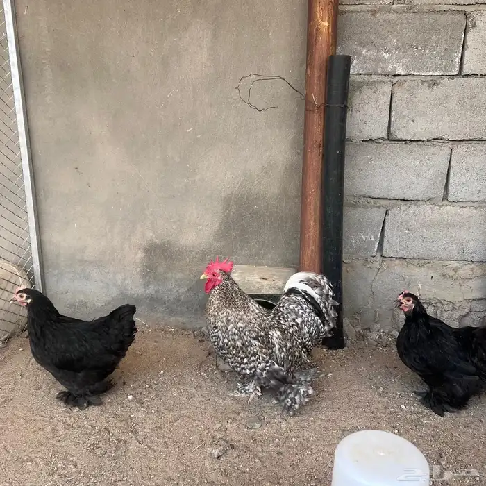 دجاج كوشن 1