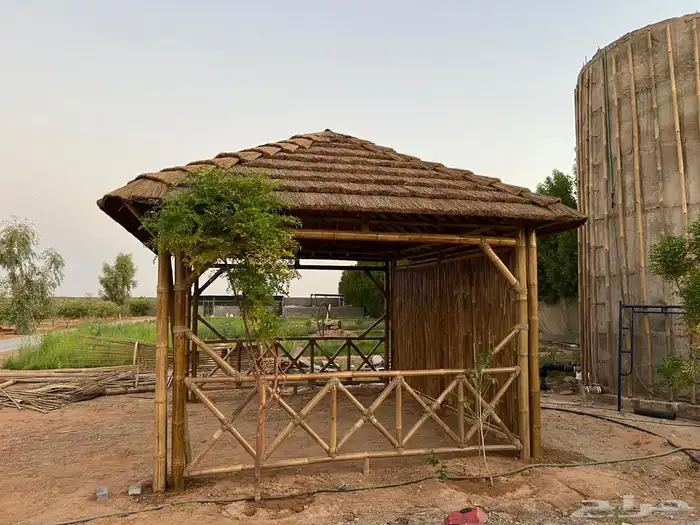 خيزران البامبو الأندونيسي والأفريقي 2