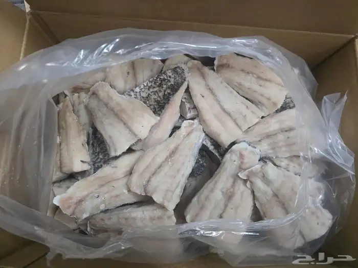سمك قاروص مقطع 1