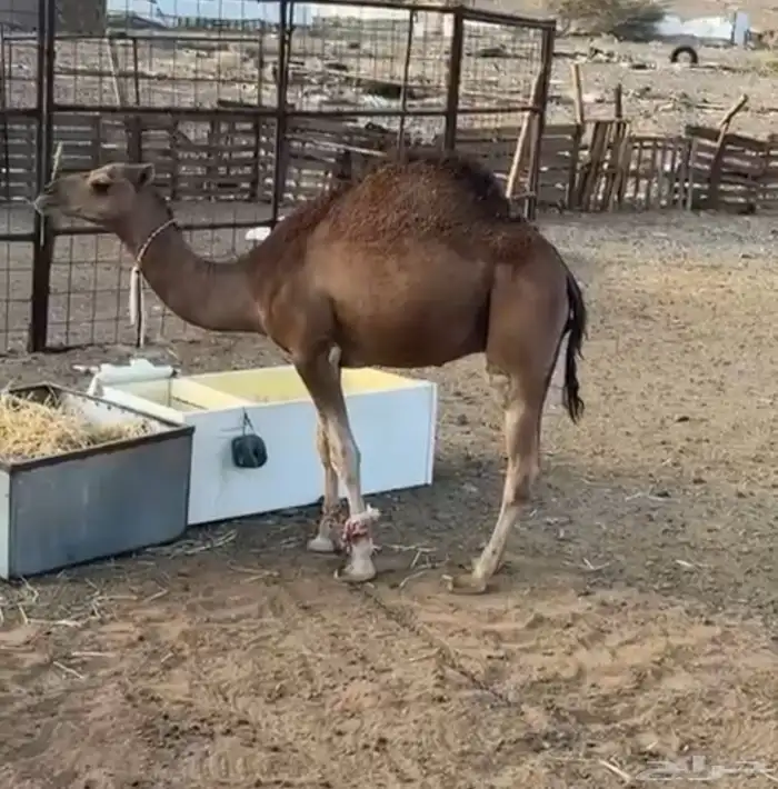 سلام عليكم ورحمة الله وبركاته القعود الأحمر من وادي الحم 0