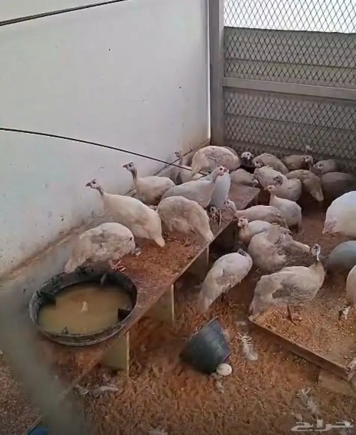 دجاج حبشي 0