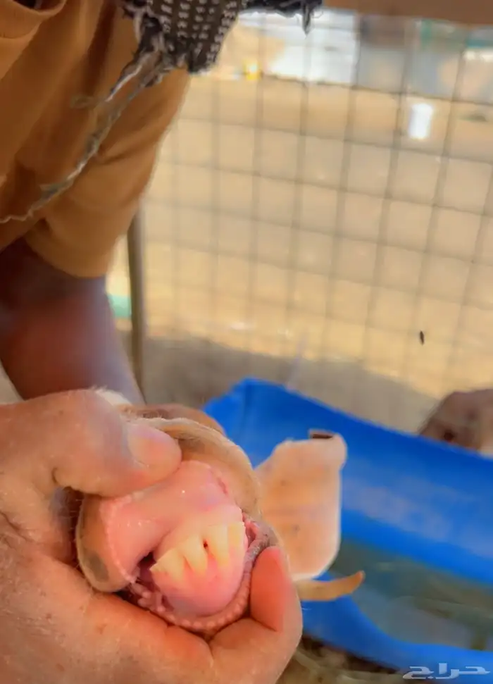 ماعز خلفات جنوبيات مهجن 5