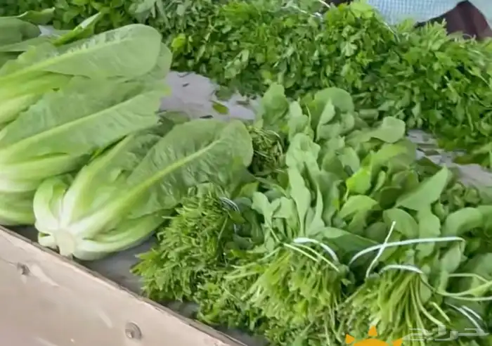 خضروات طازجة من المزرعة 3