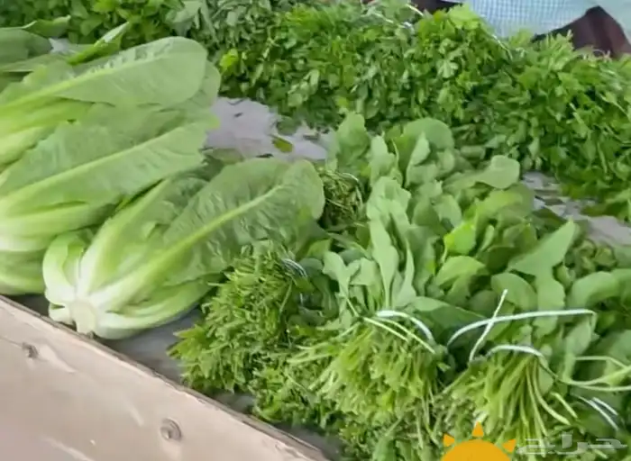 خضروات طازجة من المزرعة 0