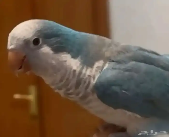 كويكر اليف للبيع 3