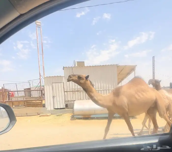 لقحه بكر 1