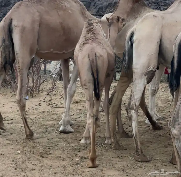 قعود للبيع 1