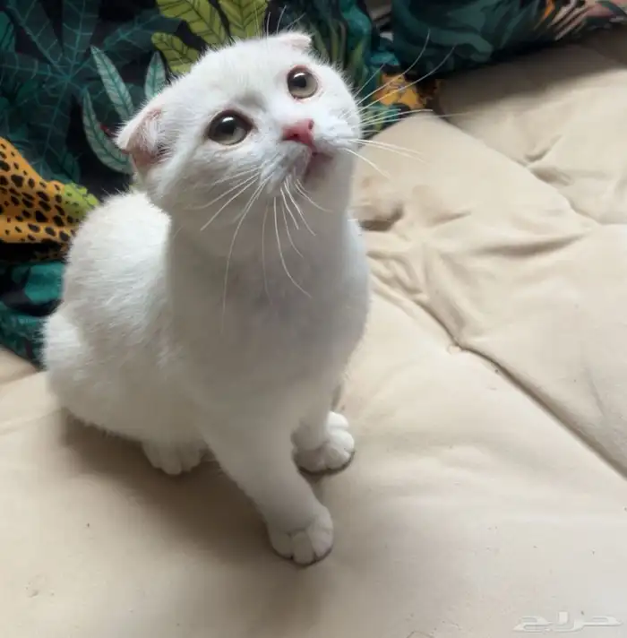 قطه سكوتش فولد للبيع 0