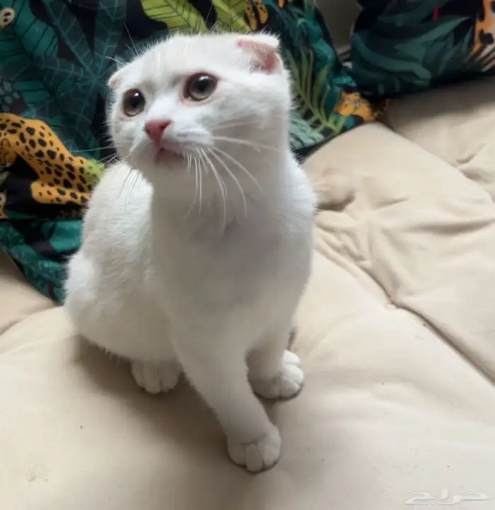 قطه سكوتش فولد للبيع 1