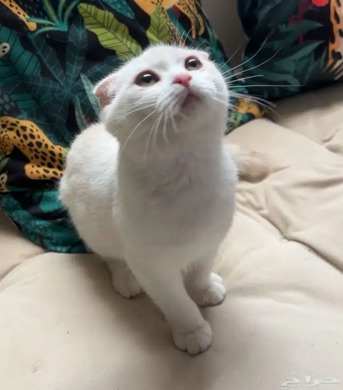 قطه سكوتش فولد للبيع 2