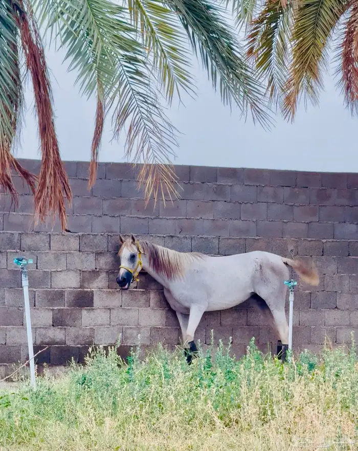 فرس شعبيه 2