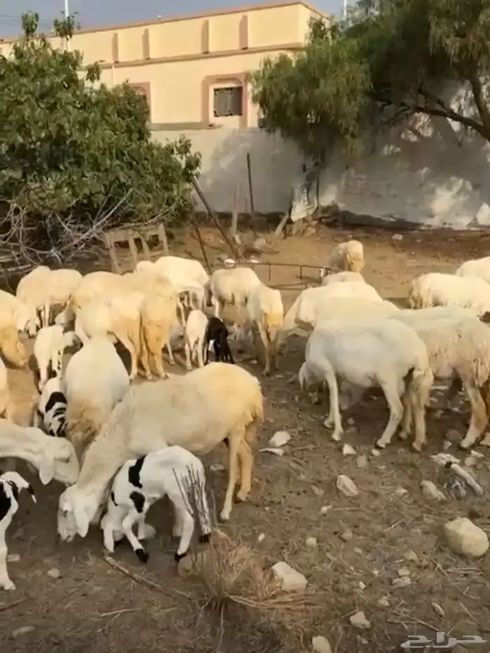عنم مراح العدد 39 يتبعها 17 0
