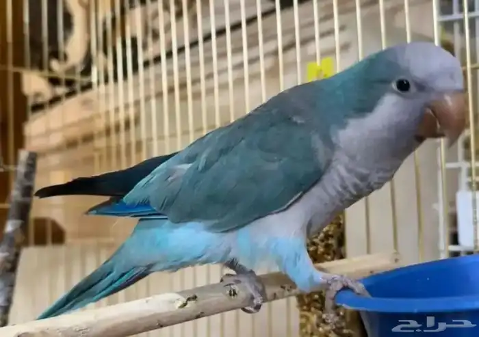 كويكر اليف للبيع 5