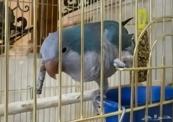 كويكر اليف للبيع 2