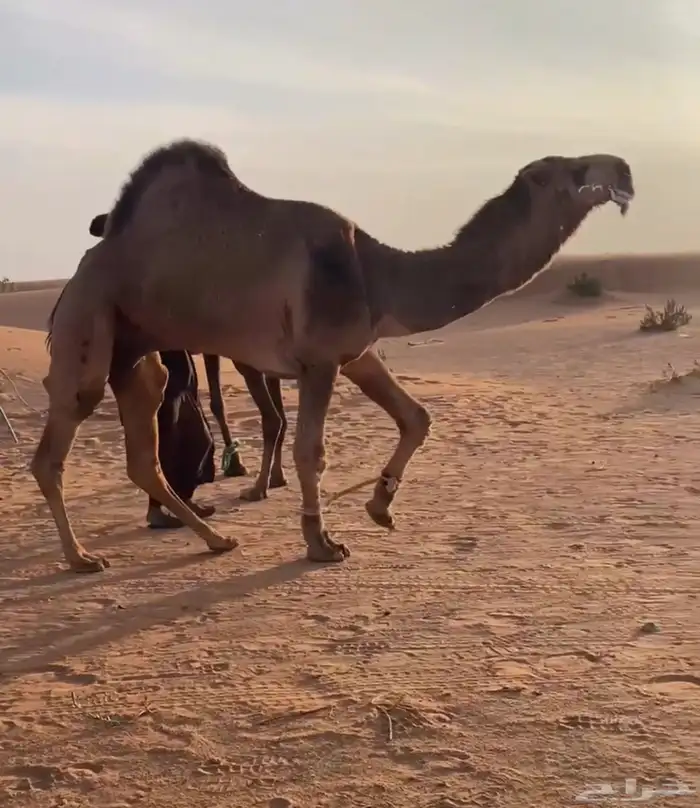 للبيع بعير احمر باتلي كفو 0